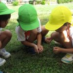 こうろぎ見つけたよ。