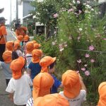 コスモスきれいだね。