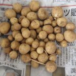 こんなに小さいのもありました。